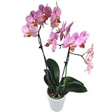 Rosa Orchidee - Pflanze - Zimmerpflanze- Büropflanze - Inklusive Keramikübertopf - Inklusive Grußkarte