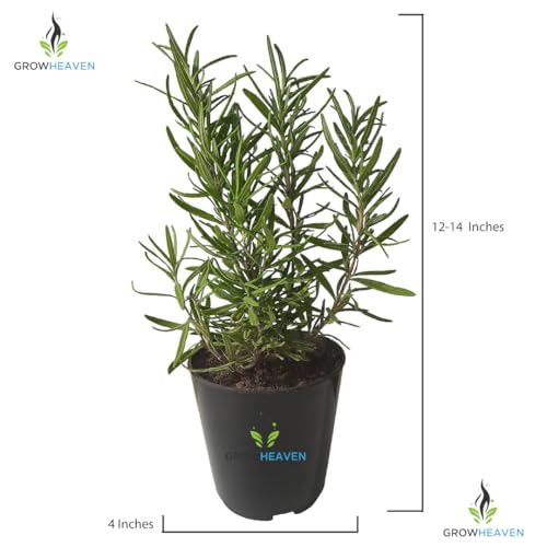 Image of live plants (ROSEMARY HERBS)