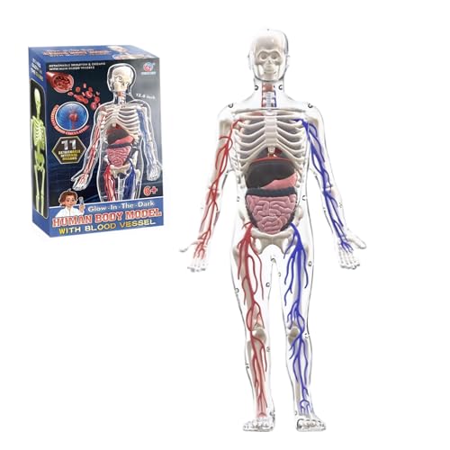 Modèle de corps humain 3D pour enfants avec os amovibles et jouets d'apprentissage de l'anatomie