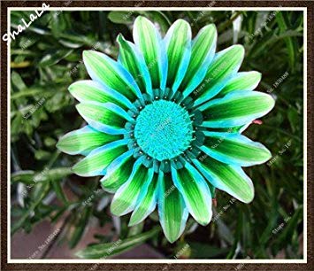 20 Giardino Serra a Semi di Gazania Semillas Gazania Splendens per La Casa Giardino Semina Splendens Crisantemo 22