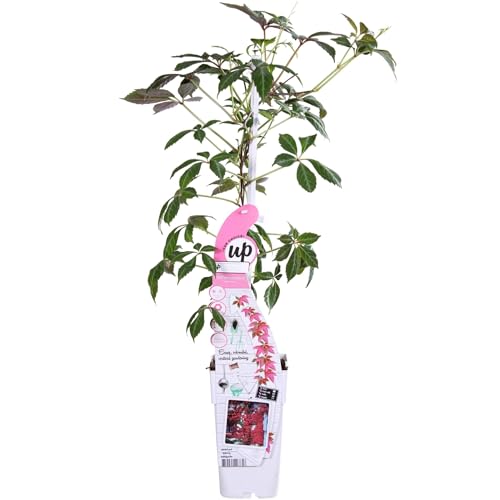 Vigne vierge - Parthénossus Henryana - ↨65cm - Ø15 - plante d'extérieur grimpante