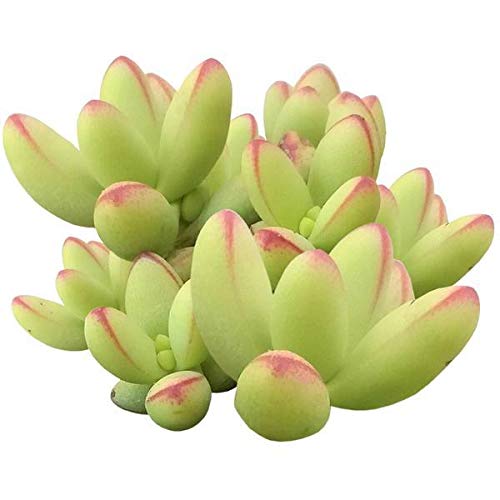Crassula nudicaulis 4 inch - Unique Collection of Live Crassula Succulents Easy to Grow Indoor House Plant, Fully Rooted in 2/4/6 inch Size