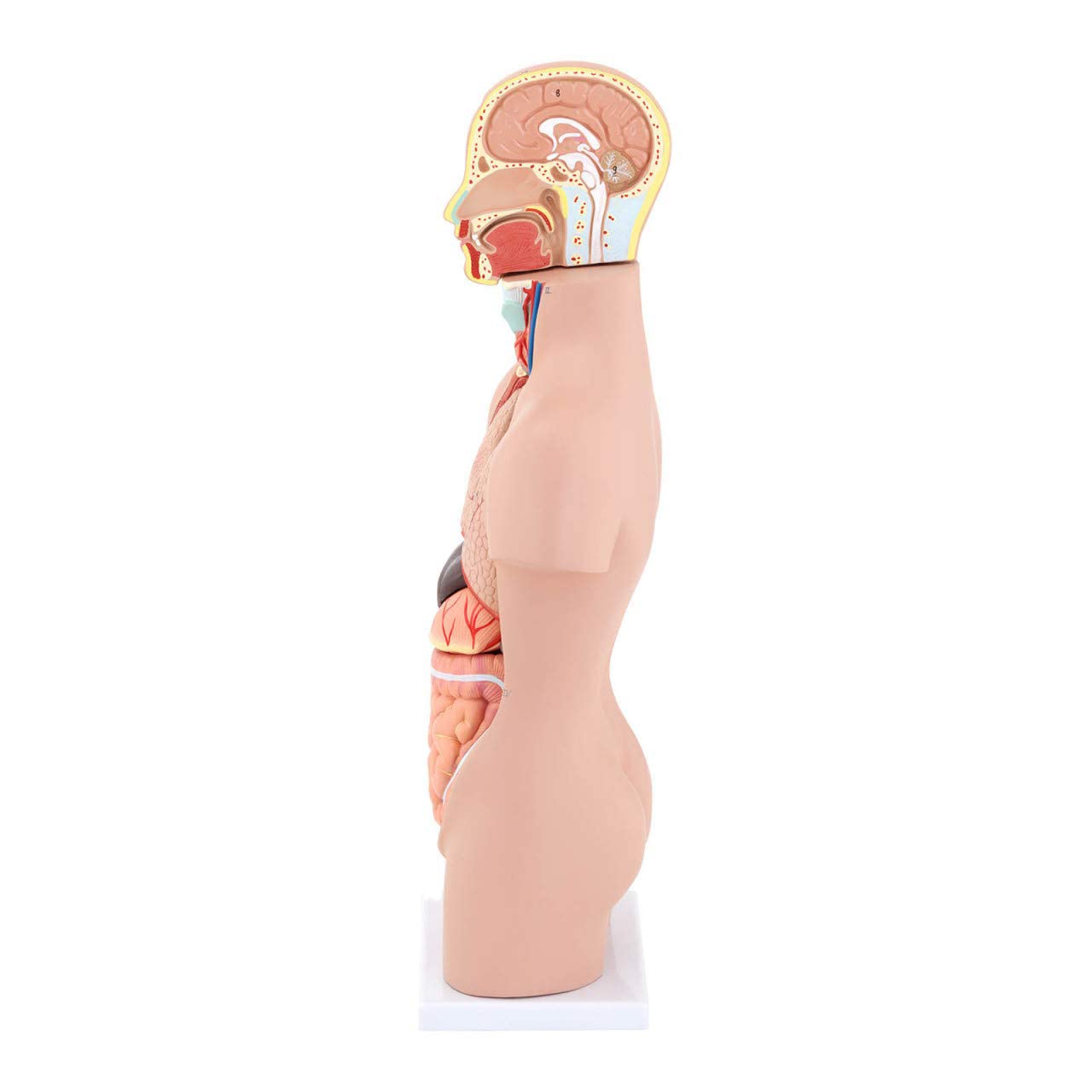 Anatomiczny Model Ludzkiego Tułowia, 48 Cm, Montaż Narządów Wewnętrznych, Medyczny, Model, Realistyczny Tułowi, Unisex, Z Codestalem, Lekcja Edukacyjna Dla Dzieci