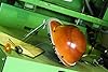 MSA 458702 Skullgard Cap Style Safety Hard Hat with Staz-on Pinlock Suspension | Non-slotted Cap, Made of Phenolic Resin, Radiant Heat Loads up to 350F - Standard Size in Hi-Viz Red Oran #2