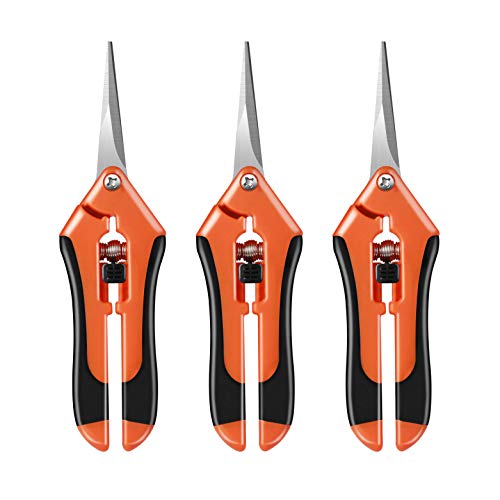 ΂  E 3{ CELIFE  a5mm܂ ʎ ~  ؂̙ 뉀 y gSbNt XeXni3{j