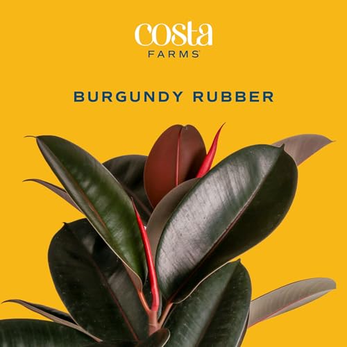 Image of Costa Farms Burgundy Rubber Ficus Live Plant in Decorative Pot, Indoor Houseplant, Perfect for Home, Room, or Office Decor, Great House Warming or Birthday Gift, 12-18 Inches Tall