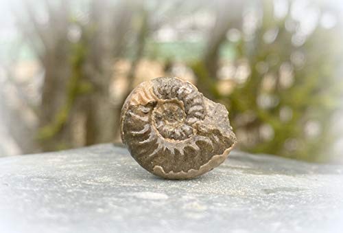 Preisvergleich Produktbild SilverGeo Ammonit aus Schottland - Ludwigia cf Agria Zertifiziert