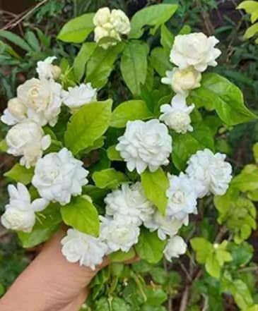 Image of Mediflorius Jasmine Flower Plant Live White Mogra (Jasminum sambac) | Arabian Jasmine Aromatic Fragrant Flowering Plant with Pot | Live Outdoor & Indoor Plant for Home Garden Balcony | Pack of 1