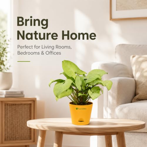 Image of Syngonium White Plant Live Indoor Plant with Pot, Air Purifying Houseplant for Home Decor, Low Maintenance Indoor Plants for Home, Live Plants with Pots, Office Desk Plant