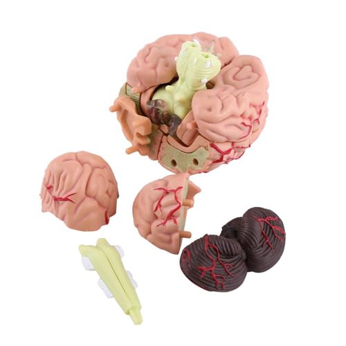 Modelo anatómico de cerebro humano desmontable para enseñanza y estudio 7
