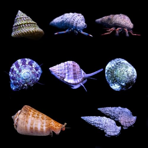 Generic General Clean Up Crew - (Saltwater...