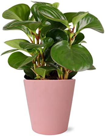Wild Interiors WA5066 Peperomia Rubber Plant in Matte Pink Ceramic Pottery, Live Indoor Plant, Two-Tone Leaves, Fully Rooted, Obtipan Green, Pink Home Décor, 5" Diameter, 12" Tall