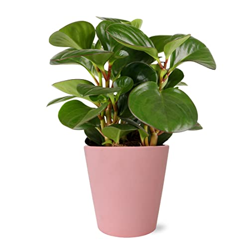 Wild Interiors Wa5066 Peperomia Rubber Plant In Matte Pink Ceramic Pottery, Live Indoor Plant, Two-Tone Leaves, Fully Rooted, Obtipan Green, Pink Home Décor, 5" Diameter, 12" Tall #TOP3