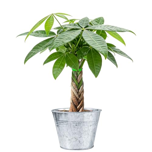 Sprout N Green 8-10" Money Tree with 5 Lucky Braid,