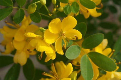 Amazon 美しい花木 カッシアコリンボーサ ポット苗庭木 落葉樹 低木 花木 黄花 植木