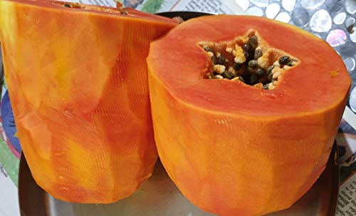 Tisaiyan FarmCrane (TM), Taiwan Produce Papaya Red Lady (50 Seeds =1 Pack) (B07SZ7YDB6) Amazon Price History, Amazon Price Tracker