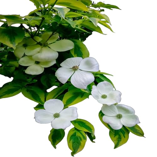 Celestial White Dogwood Tree, Flowering Ornamental Tree, White Blooms (2