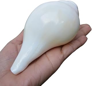 Shankh Pooja Blowing Conch Shell White Sound Conch Shell Sound Positive Energy For Relax and Positivities| 5 Inch (White) Decorative, Poojan Shankh Sacred Shell Navratri Diwali Pooja