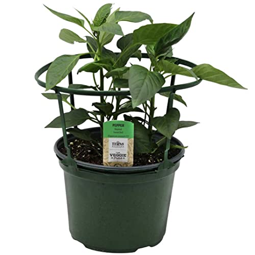 Planta de Pimiento de Padrón Natural Ideal para Transformar tu Jardín en un Huerto de Pimientos