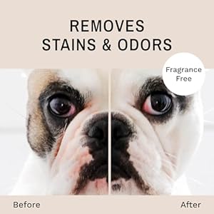 Eye-Envy-Bulldog-Wrinkle-Wipes-Wrinkle-Wipes-for-French-Bulldog-Pug-English-Bulldog-Cleans-Wrinkles-Bulldog-Tail-Pockets-Removes-stains-and-odors-Natural-fragrance-free-wipes-60-count - Cucciolini Doodles   Eye-Envy-Bulldog-Wrinkle-Wipes-Wrinkle-Wipes-for-French-Bulldog-Pug-English-Bulldog-Cleans-Wrinkles-Bulldog-Tail-Pockets-Removes-stains-and-odors-Natural-fragrance-free-wipes-60-count