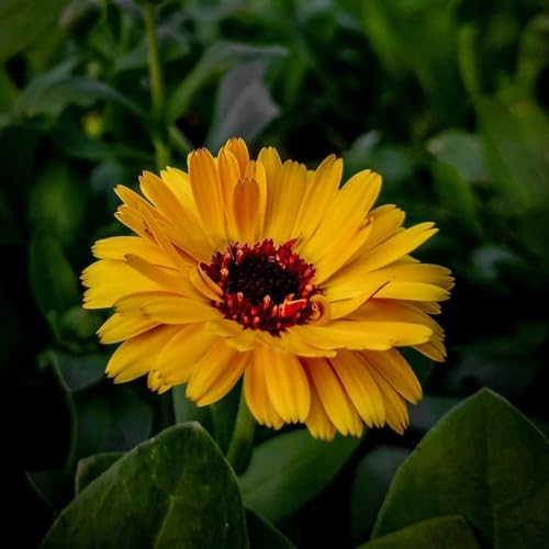 Image of Calendula Fiesta Gitana Flower Seeds Pack of 25 Plus Seeds Yellow Orange Double Petal Winter Seasonal Flower Seeds for Home Garden Balcony Pots Outdoor Gardening