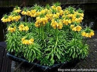 1: 10pcs/Bag Crown Imperial Seeds 9 Colors Fritillaria Imperialis Seeds Ground Cover Bonsai Flower Seeds Flower Pot Home Garden: Only Seeds