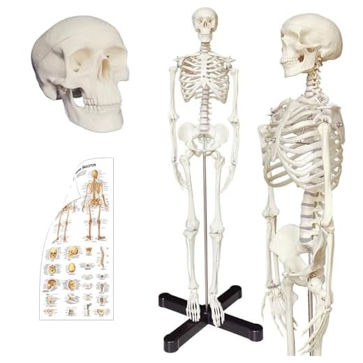 Human Skeleton Anatomy Model with Metal Stand, 33.5 inches Human Skeleton Model with Movable Arms and Legs, Including Anatomical Skeleton Model + Colorful Chart
