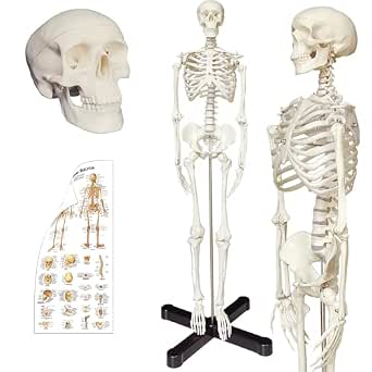 Human Skeleton Model Mini 33.5" Compact Desktop Anatomical Chart for Students