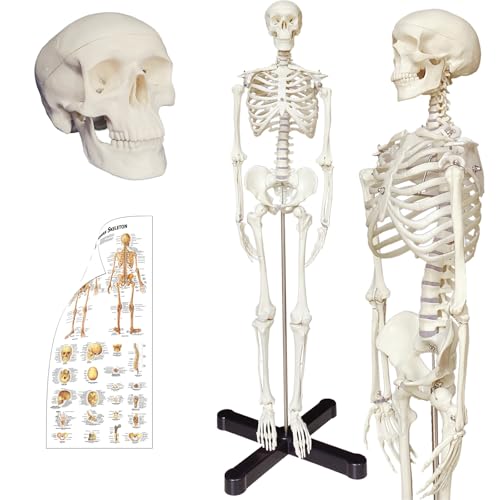 Human Skeleton Model mini 33.5" Compact Desktop Size Anatomical Chart for Student Home Study by TakeTex - Used condition - US$41.99