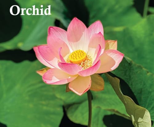 Sapphire’S Choice - Euphoria Perfume – Inspired Alternative Perfume | Pack Of 2 - Epho Body Spray For Men And Women 200Ml | Amber And Musk Fragrance | Euphoria Perfume Spray Made In Dubai - 5