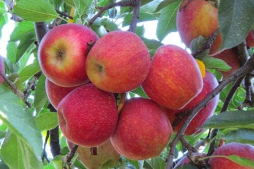 Vamsha Nature Care Live All Season Hybrid Dwarf Fuji Apple Plant for Garden