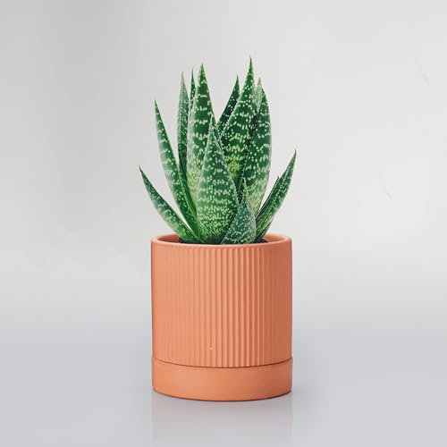 HERDUK Small Modern Terracotta Pots, 4.2 Inch Ribbed Textured Clay Planter Pots with Drainage Hole & Saucer, Garden Pots for Indoor Plants Succulent, Cacti & Fern, Set of 2