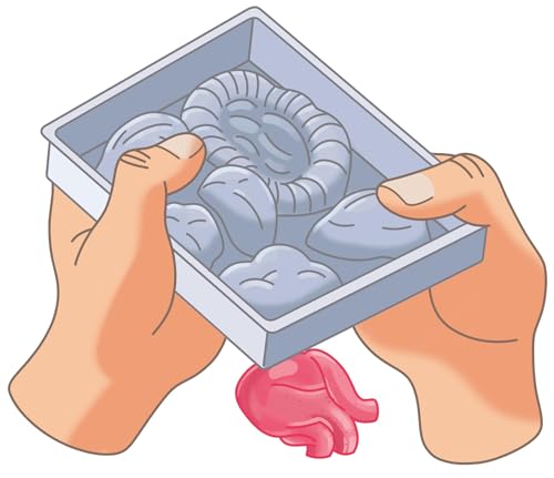 Clementoni | Kit Complet pour créer Un modèle Anatomique + | Mini Labo d'Anatomie | Éducatif | Science et Jeu | Découvrir Le Corps Humain | Fabriqué en Italie | Cadeau pour Enfants - vue 8