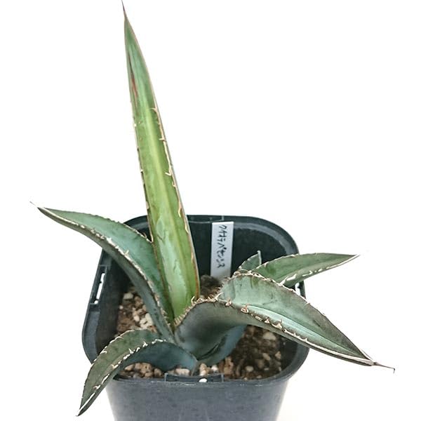 Amazon｜アガベ クイオテペセンシス キオテペセンシス Agave