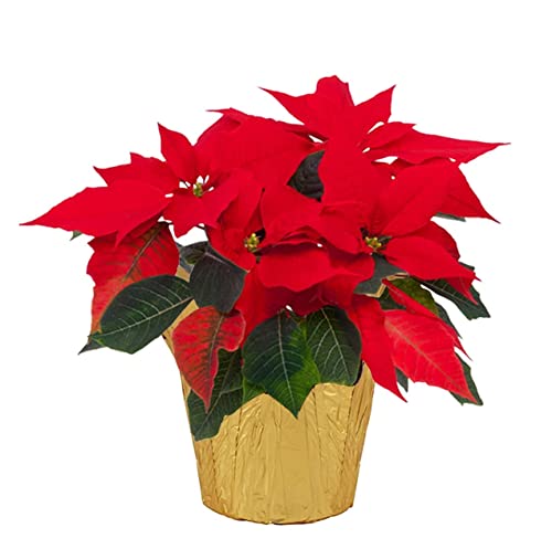 Planta de Navidad DECOALIVE - Flor de Pascua - Pascuero - Poinsettia - Planta Viva - Altura 50cm