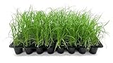 White Fountain Grass Pennisetum Setaceum | 20 Live Plants