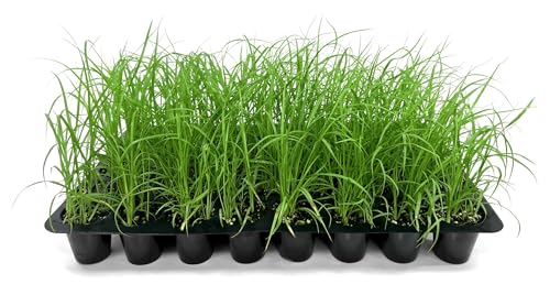 White Fountain Grass | 10 Live Plants | Pennisetum Alopecuroides