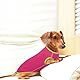 Lelepet Hundeshirt für Dackel, Hund Sommer T-Shirt Weiches Hundehemd, Atmungsaktives Dackel Hunde Shirt, Dehnbare Dackelkleidung, Leichter Hundepullover Shirt, Rosa XL