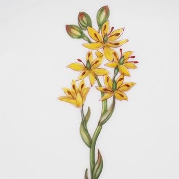 Amazon.co.jp: ロイヤルコペンハーゲン フローラダニカ プレート