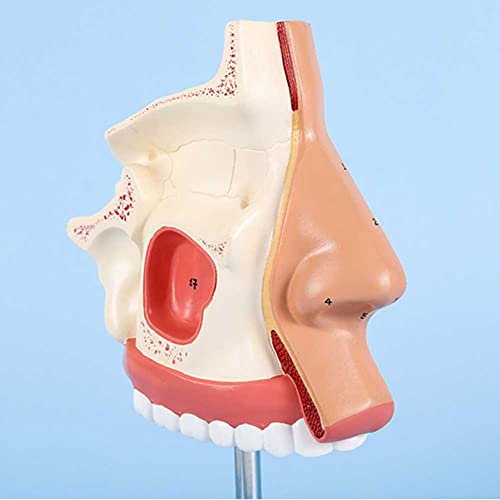 Modèle d'anatomie nasale et cavité humaine avec os externes du nez - 4