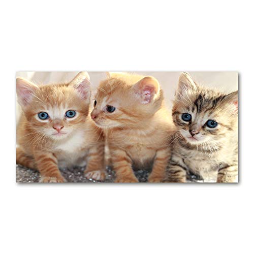 Toile 100x50 cm Animaux Orange Petits Chats pour salon moderne