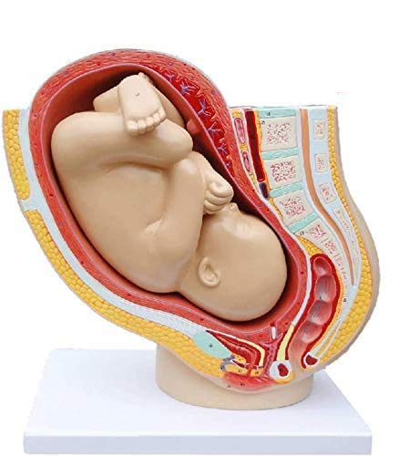 sjdoPulse Pelvis Section Fetus Models - Fetus Development Model - Female Pregnancy Full-Term Fetal Pelvic Model Pregnancy Anatomical Models for Biology Study Display Lab,A