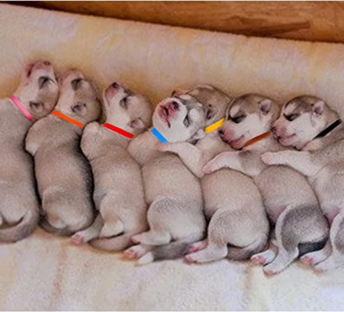 15 Pack Puppy ID Collars with Record Keeping Charts and Canine Health Record - Double Sided Soft Nylon Whelping Collars for Newborn Dogs and Cats - Thumbnail 5