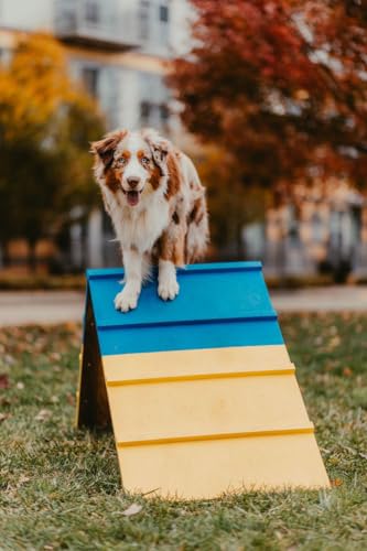 Conseils d'usage Better Sporting Dogs Agility A-Frame