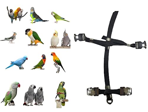 Harnais perroquet élastique pour promener votre Conure de soleil en liberté - 2