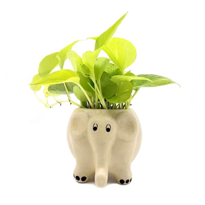 Mphmi Seedless Plant Indoor Plants Money Plant in Creamy Elephant Ceramic Pot (B0CVS7ZFZJ) Amazon Price History, Amazon Price Tracker