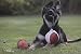 Dingo Gear Weicher Echtlederball mit Griff für das Beißtraining, Ø 11 cm, Hundespielzeug zum Apportieren und Belohnen, zufällige Auswahl
