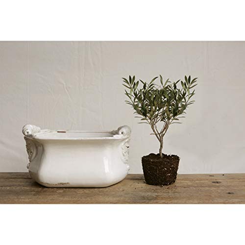 Image of White Terracotta Cache Pot