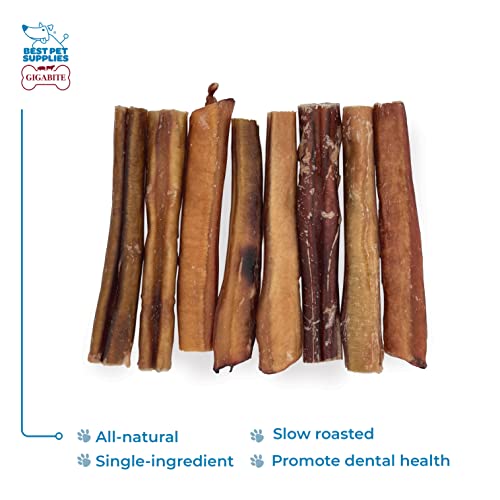 Image of GigaBite Bully Sticks for Dogs All Natural Beef Pizzle Dog Chews, Odor & Rawhide Free Dog Treats, Long Lasting High Protein Chews Digestible Dental Dog Treat - Sticks (Premium 6 inch), Pack of 8
