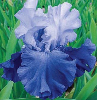 Sapphire, October Sky, Reblooming Tall Bearded Iris Rhizome, Root, Plant